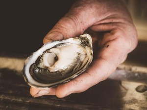 Heboh! Tiram Mentah Jadi Penyebab Lonjakan Kasus Keracunan Makanan