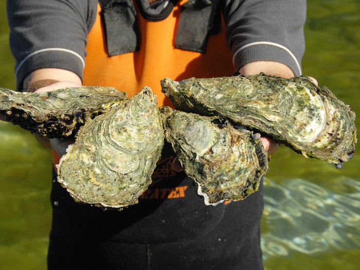 Oyster Farm Tours Fresh oysters from the sea at Coffin Bay on Eyre Peninsula