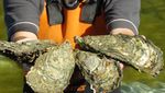 Tur Ini Ajak Pesertanya Makan Tiram Segar Tepat di Tengah Laut