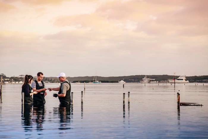 Fresh oysters from the sea at Coffin Bay on Eyre Peninsula