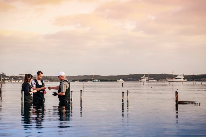 Oyster Farm Tours Fresh oysters from the sea at Coffin Bay on Eyre Peninsula