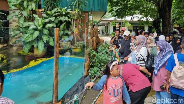 Pengunjung KBS pada libur Natal 2024.