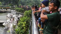 Pengunjung yang datang ke Ragunan didominasi oleh keluarga yang membawa anak. Tampak anak-anak begitu antusias melihat satwa yang ada.  
