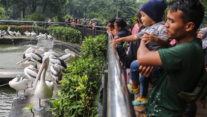 Ramainya Pengunjung Ragunan Saat Libur Natal Pengunjung melihat gajah ketika berwisata di Taman Margasatwa Ragunan, Jakarta, Rabu (25/12/2024). Pengelola Taman Margasatwa Ragunan mencatat hingga pukul 13.00 WIB jumlah pengunjung mencapai 33.294 orang pada libur Natal 2024. ANTARA FOTO/Asprilla Dwi Adha/wpa.