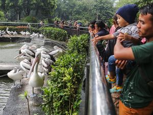 Video: Yang Menarik di Ragunan Selama Libur Natal dan Tahun Baru!
