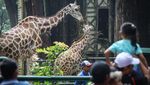 Ramainya Pengunjung Ragunan Saat Libur Natal