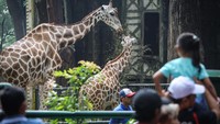Pengelola Taman Margasatwa Ragunan mencatat hingga pukul 13.00 WIB jumlah pengunjung mencapai 33.294 orang pada libur Natal 2024.  