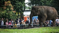 Pengunjung melihat gajah ketika berwisata di Taman Margasatwa Ragunan, Jakarta, Rabu (25/12/2024).