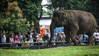 Ragunan Konsisten Tolak Gajah Tunggang, Kini Sejalan dengan Kemenhut
