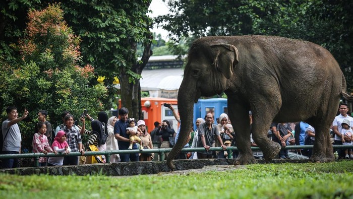 Pengunjung melihat gajah ketika berwisata di Taman Margasatwa Ragunan, Jakarta, Rabu (25/12/2024). Pengelola Taman Margasatwa Ragunan mencatat hingga pukul 13.00 WIB jumlah pengunjung mencapai 33.294 orang pada libur Natal 2024. ANTARA FOTO/Asprilla Dwi Adha/wpa.