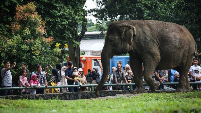 Ramainya Pengunjung Ragunan Saat Libur Natal Pengunjung melihat gajah ketika berwisata di Taman Margasatwa Ragunan, Jakarta, Rabu (25/12/2024). Pengelola Taman Margasatwa Ragunan mencatat hingga pukul 13.00 WIB jumlah pengunjung mencapai 33.294 orang pada libur Natal 2024. ANTARA FOTO/Asprilla Dwi Adha/wpa.