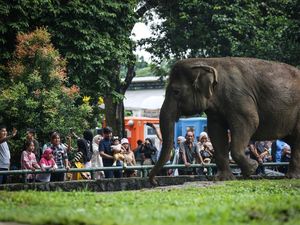 Cuaca Cerah Bikin Pengunjung Ragunan Melimpah Ruah
