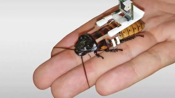 Robot Kecoak Universitas Teknologi Nanyang