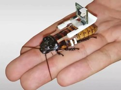 Gokil! Peneliti Singapura Bikin Kecoak Cyborg hanya 68 Detik
