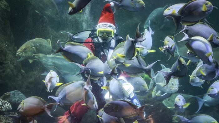 Penyelam berpakaian Santa Claus memberi makan penyu di Sea World, Ancol, Jakarta, Rabu (25/12/2024). Pertunjukan tersebut digelar untuk menyemarakkan perayaan Hari Raya Natal 2024. ANTARA FOTO/Dhemas Reviyanto/wpa.