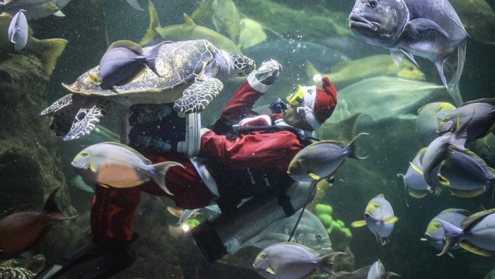 Penyelam berpakaian Santa Claus memberi makan penyu di Sea World, Ancol, Jakarta, Rabu (25/12/2024). Pertunjukan tersebut digelar untuk menyemarakkan perayaan Hari Raya Natal 2024. ANTARA FOTO/Dhemas Reviyanto/wpa.
