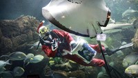 Penyelam berpakaian Sinterklas memberi makan ikan di Sea World, Ancol, Jakarta, Rabu (25/12/2024).
