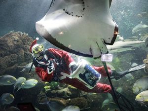 Serunya Melihat Pertunjukan Sinterklas di Dalam Air