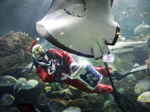 Serunya Melihat Pertunjukan Sinterklas di Dalam Air