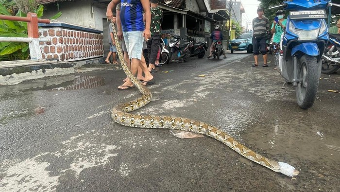 Ular sanca yang ditemuakn warga Sidoarjo keluar sarang saat banjir.