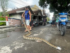 3 Ular Sanca Ditemukan Keluar dari Sarang Saat Banjir di Sidoarjo