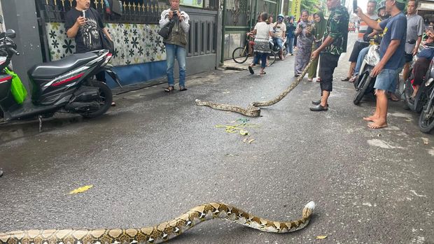 Ular sanca yang ditemuakn warga Sidoarjo keluar sarang saat banjir.