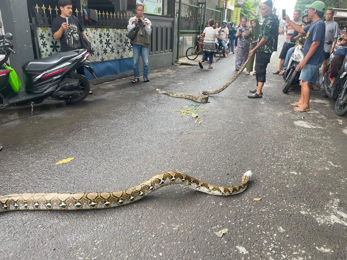 Ular sanca yang ditemuakn warga Sidoarjo keluar sarang saat banjir.