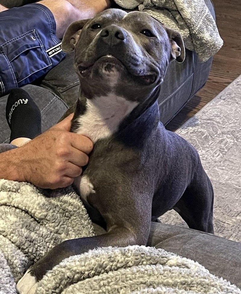 Gemas! Potret Tatapan Romantis Hewan ke Pemiliknya