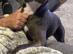 Gemas! Potret Tatapan Romantis Hewan ke Pemiliknya