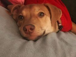 Gemas! Potret Tatapan Romantis Hewan ke Pemiliknya