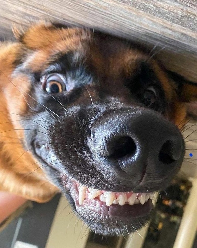 Gemas! Potret Tatapan Romantis Hewan ke Pemiliknya