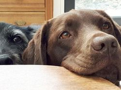 Gemas! Potret Tatapan Romantis Hewan ke Pemiliknya