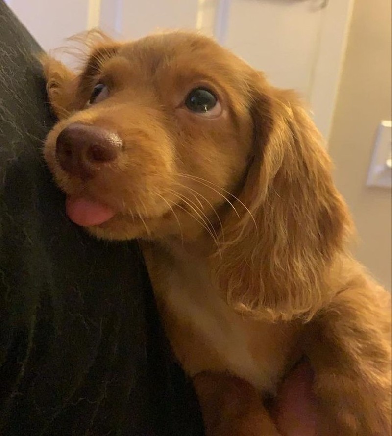 Gemas! Potret Tatapan Romantis Hewan ke Pemiliknya