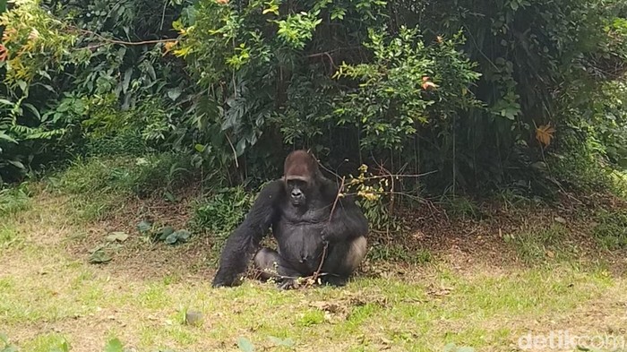 Gorila di Taman Margasatwa Ragunan (Maulani Mulianingsih/detikcom)