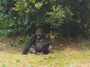 Wisatawan Melihat Gorila di Ragunan: Besar Juga Ya!