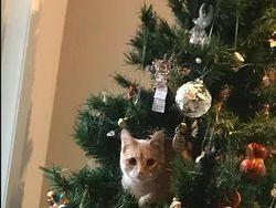 Kumpulan Potret Kreatif Pohon Natal Antimainstream