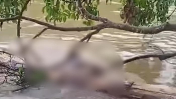 Mayat ditemukan tersangkut di batang pohon di Musi Rawas