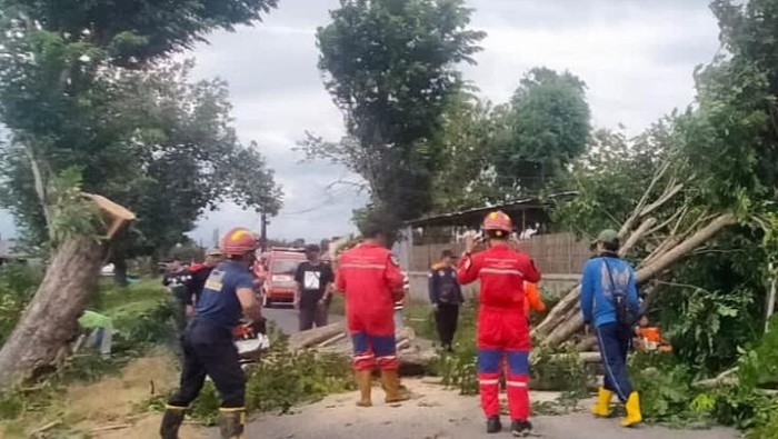Pohon tumbang di jalan Juwiring, Klaten menutup akses jalan dievakuasi Damkar, Kamis (26/12/2024).