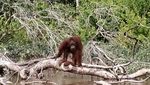 Menyelami Budaya Suku Dayak dan Bertemu Orang Utan di Sei Gohong