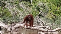 Sambutan orangutan di bibir hutan pulau Kaja