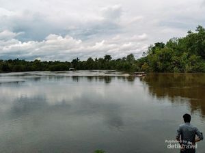 Menyelami Budaya Suku Dayak dan Bertemu Orang Utan di Sei Gohong