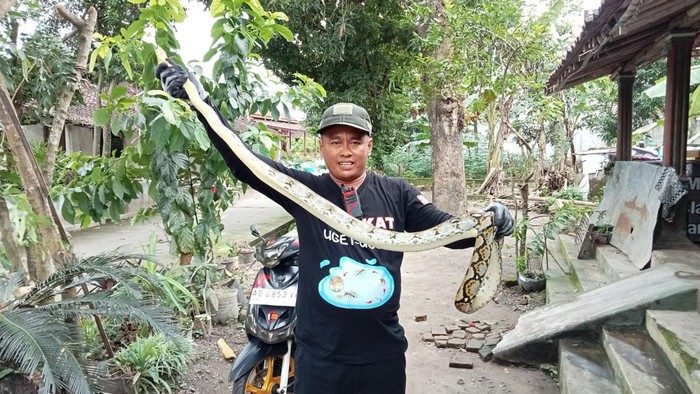 Ular piton dievakuasi relawan dari lemari pakaian warga Kupang, Kecamatan Karangdowo, Klaten, Kamis (26/12/2024).