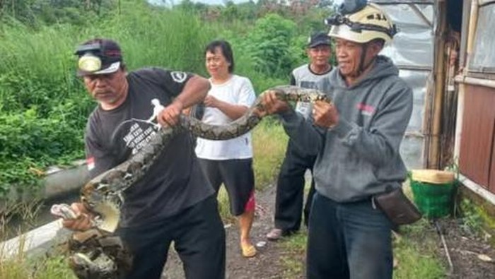 Ular piton dievakuasi relawan dari warung soto di Desa Kenaiban, Kecamatan Juwiring, Klaten.
