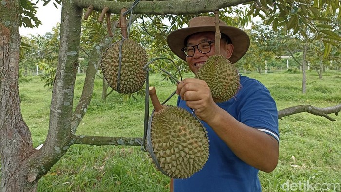 Wisata petik durian premium di Blitar