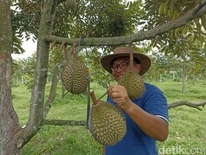 Nikmati Sensasi Memetik Durian Langsung dari Pohonnya di Blitar
