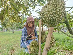 Asyiknya Wisata Petik Durian Premium di Blitar Saat Libur Nataru