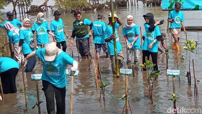 Aksi bersih-bersih sampah dan penanaman mangrove di pantai Kesunean Selatan, Kota Cirebon.