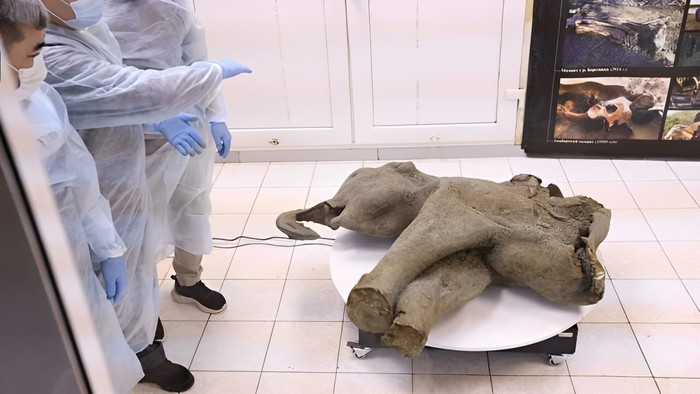 Bayi mammoth.