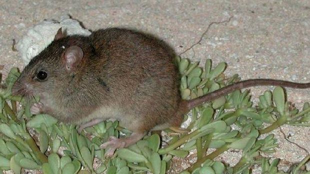 Bramble cay melomys