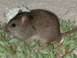 4 Cara Atasi Bau Bangkai Tikus Mati di Rumah